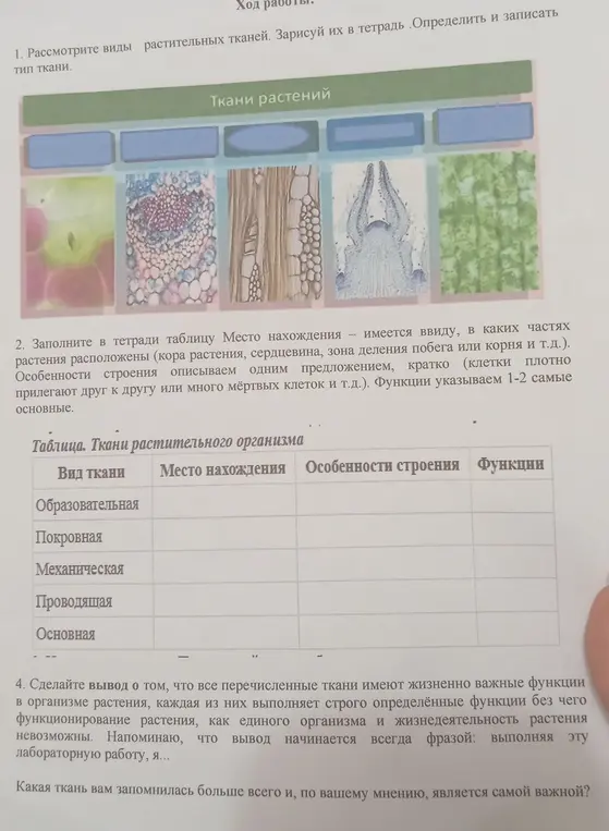 Рассмотри виды растительных тканей и заполни таблицу про ткани растительного организма.