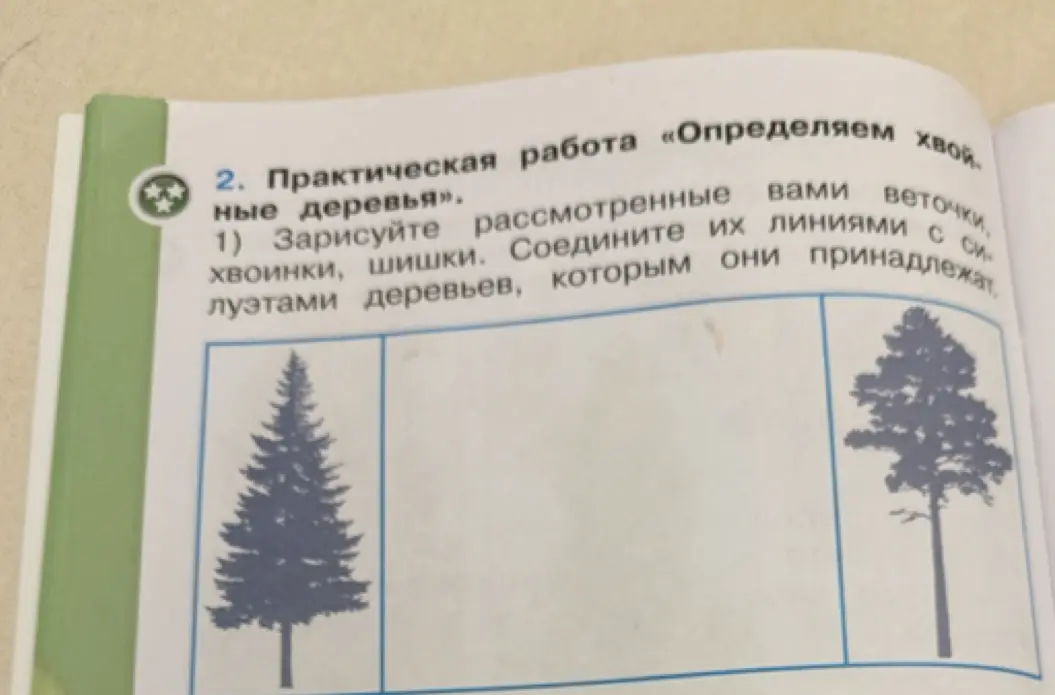 Зарисуй рассмотренные вами веточки, хвоинки, шишки. Соедините их линиями с силуэтами деревьев, которым они принадлежат.