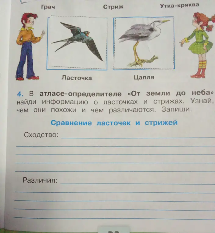 Найди информацию о ласточках и стрижах, чем они похожи и чем различаются.