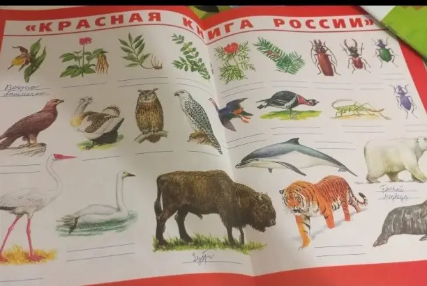 Найди животных зоны арктических пустынь и подпиши их названия.