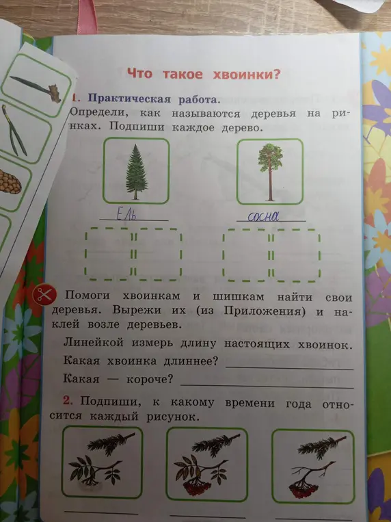 Определи, как называются деревья на рисунках и подпиши каждое дерево.