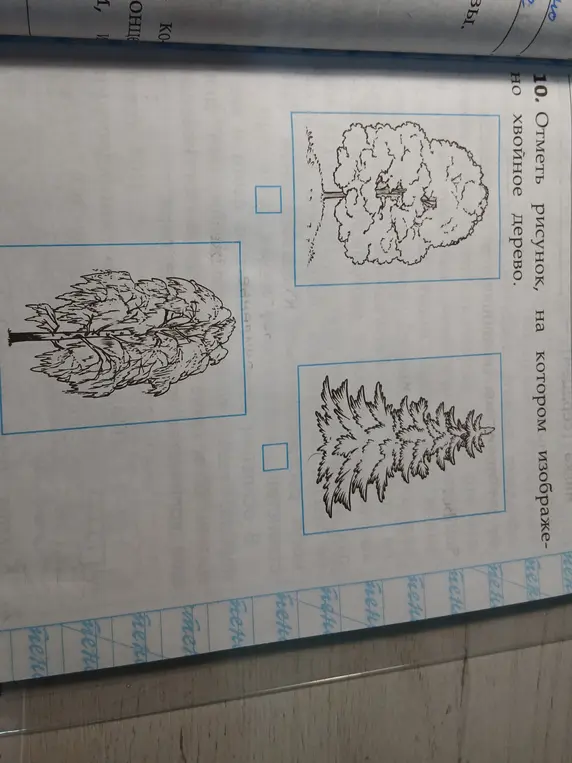 Отметь рисунок, на котором изображено хвойное дерево.