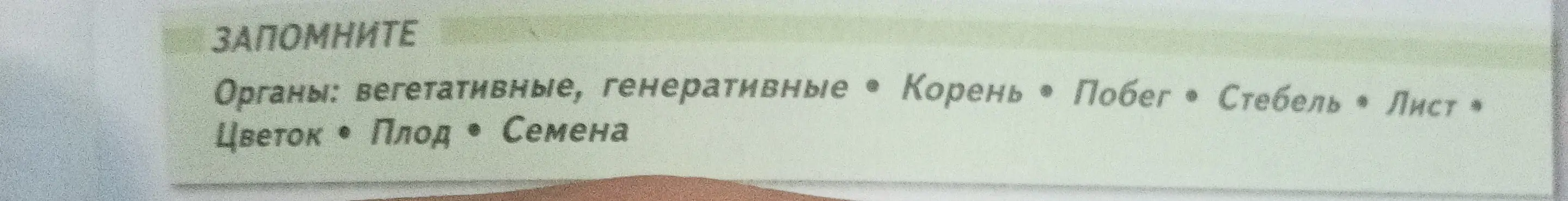Перечисли основные части растений.