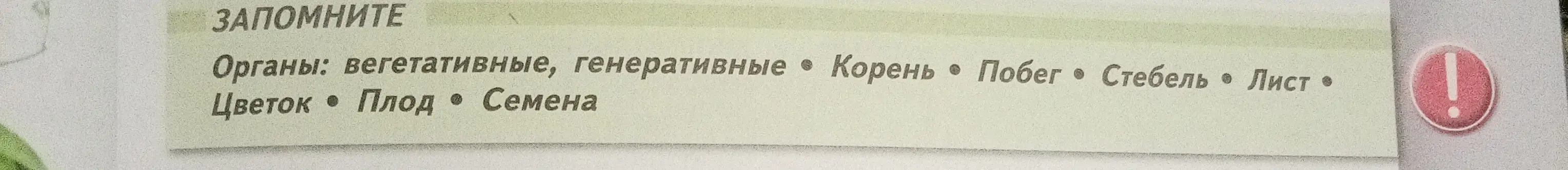 Перечисли органы растений: вегетативные и генеративные.