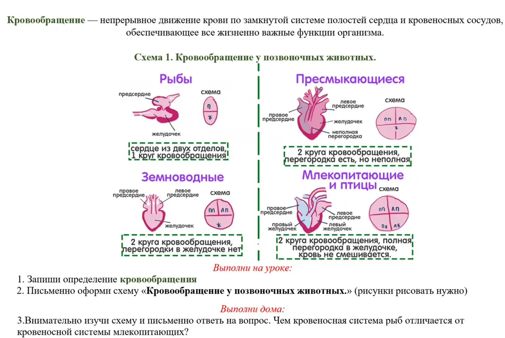 Запиши определение кровообращения.