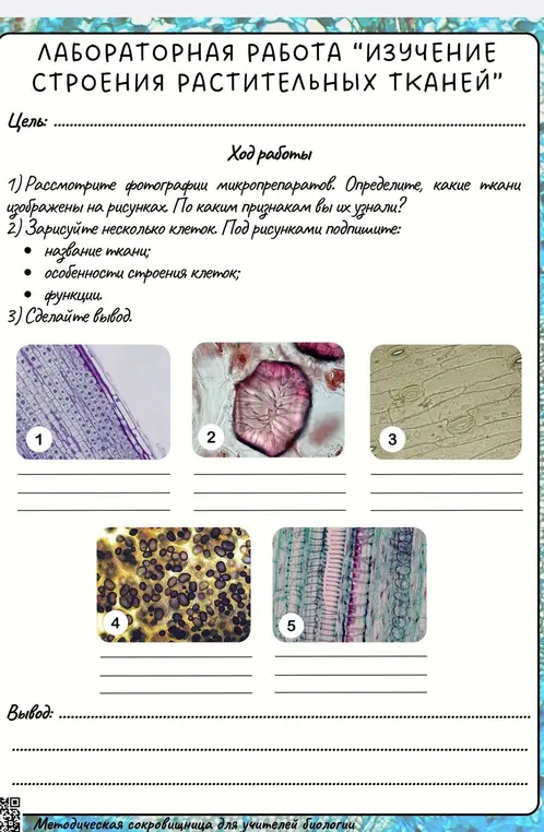 Скажи цель лабораторной работы "Изучение строения растительных тканей".