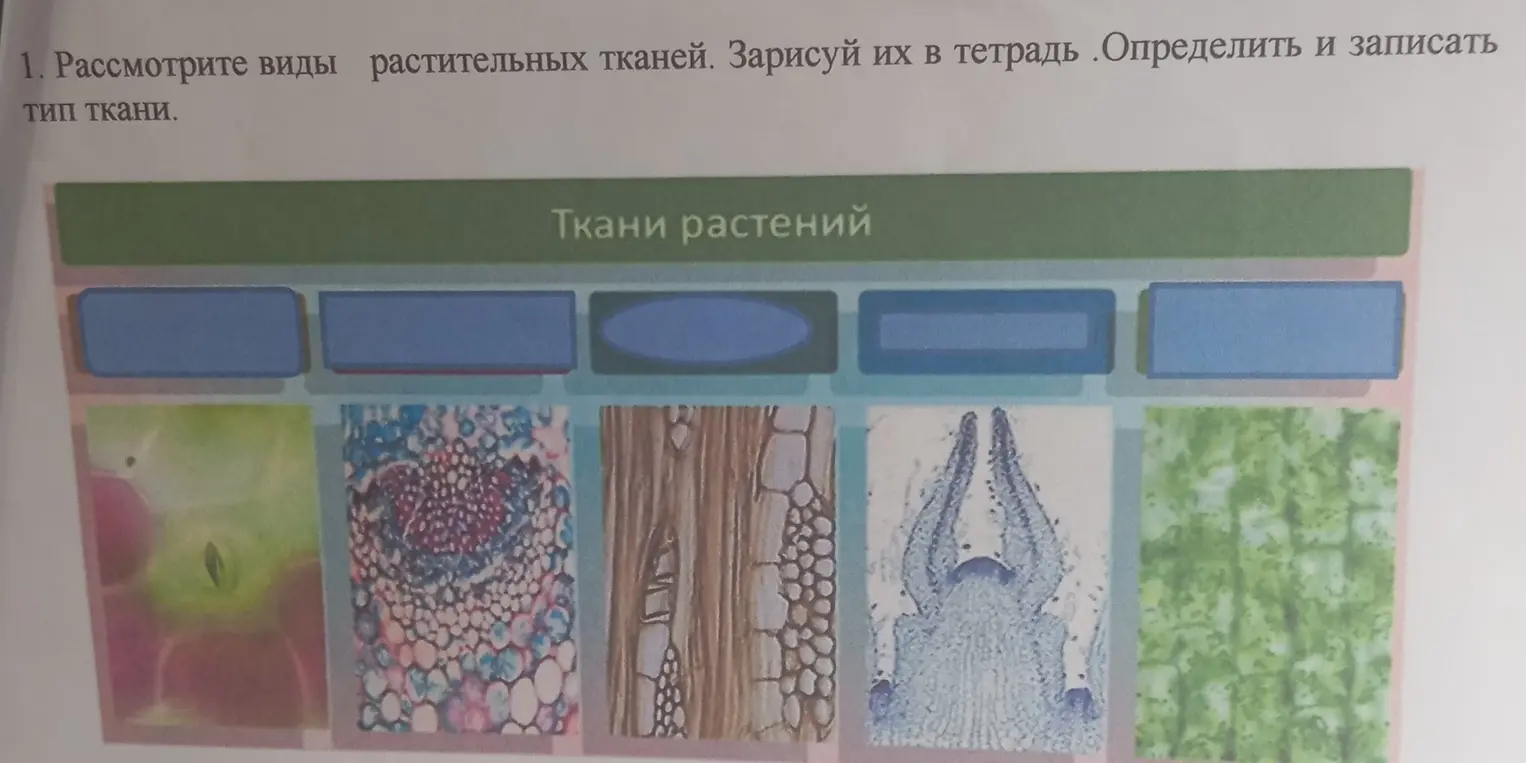 Рассмотри виды растительных тканей, зарисуй их в тетрадь и определи тип ткани.
