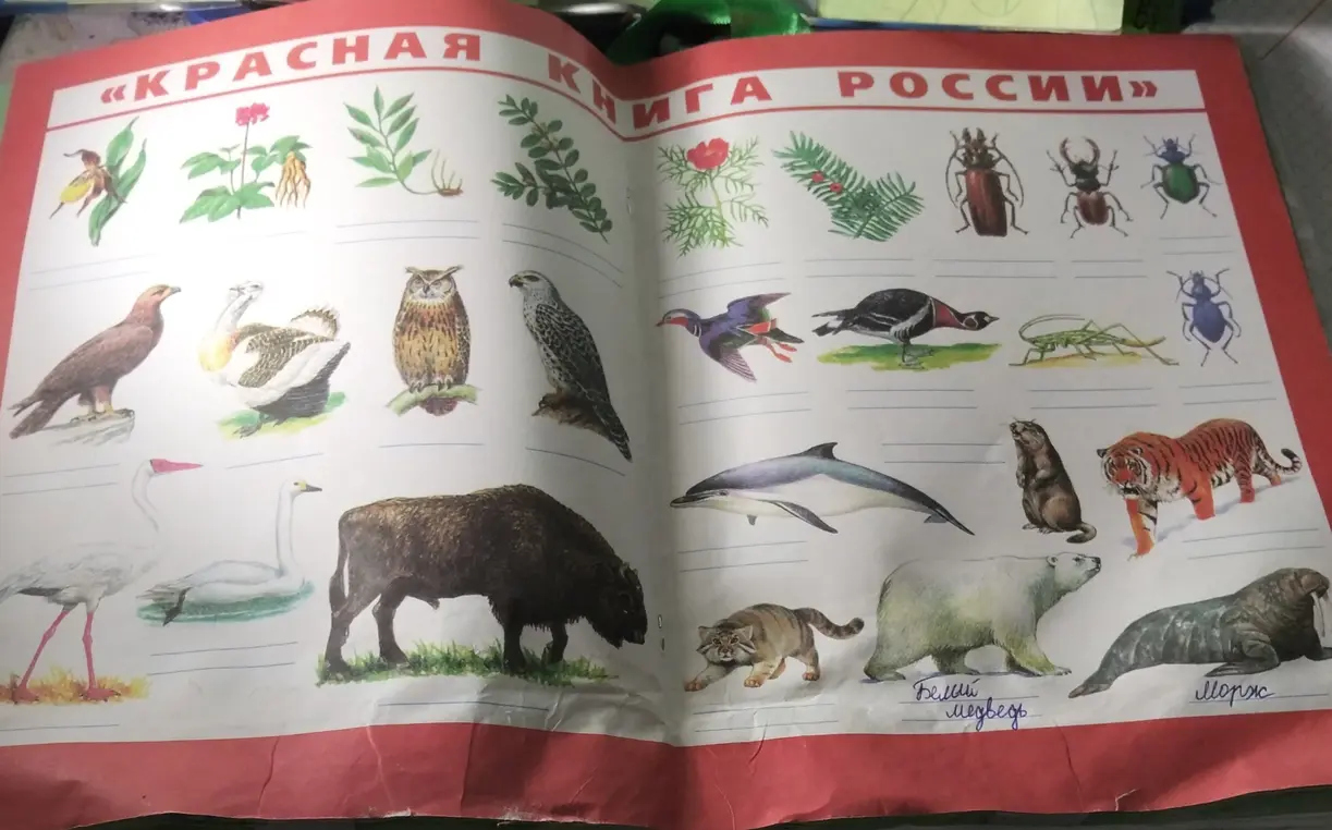 Найди растения и животных, которые обитают в зоне арктических пустынь.