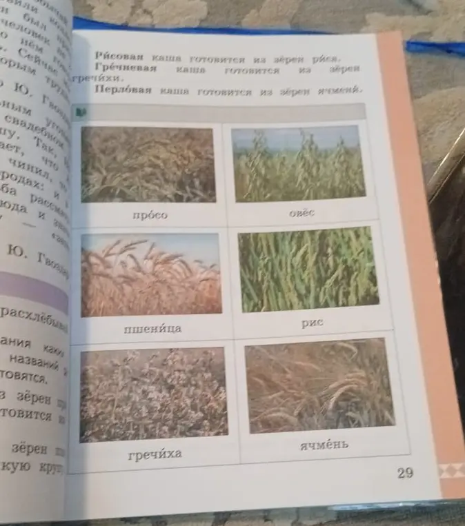 Определи виды круп на картинке.