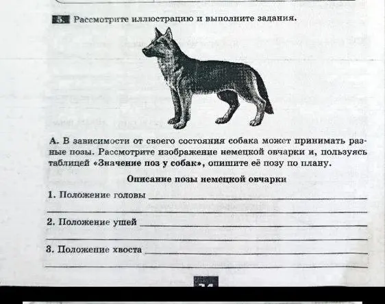 Опиши позу немецкой овчарки по плану: положение головы, ушей и хвоста.