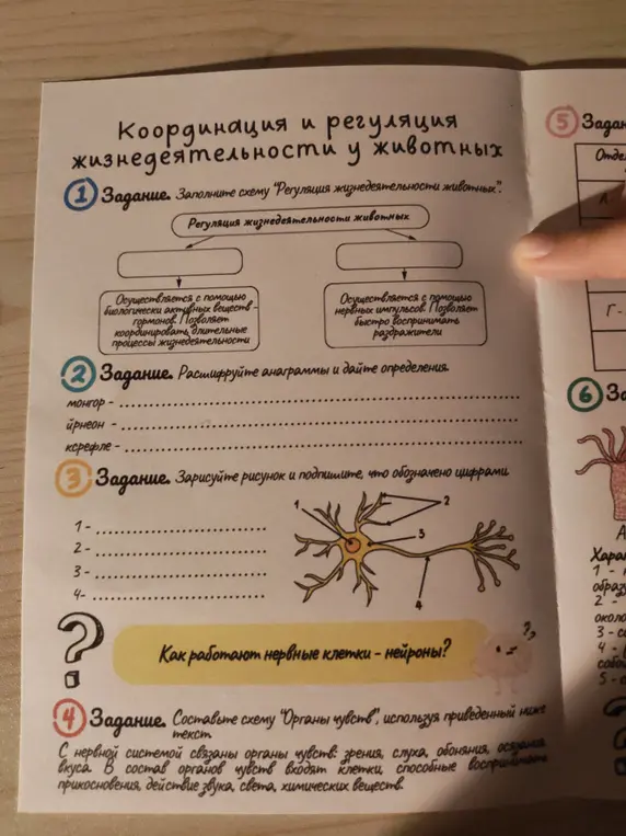 Заполни схему "Регуляция жизнедеятельности животных", расшифруй анаграммы, зарисуй рисунок и подпиши, составь схему "Органы чувств".
