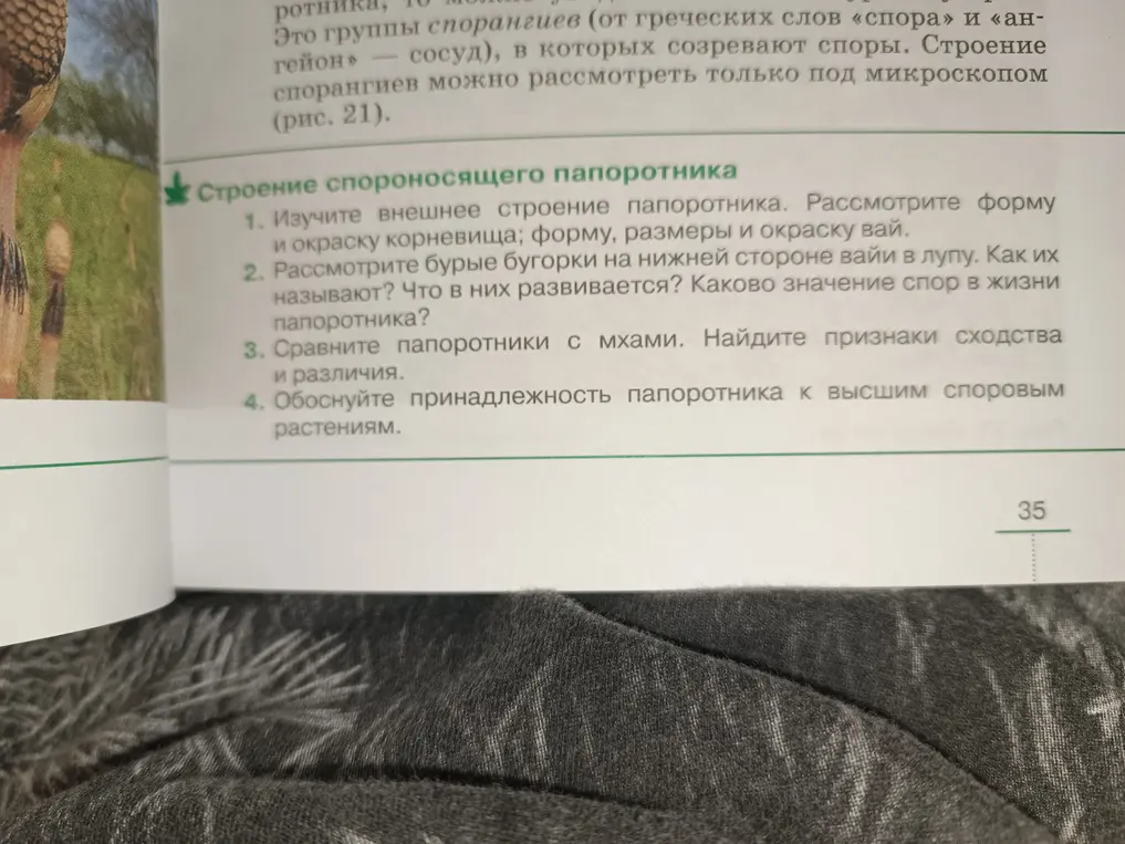 Изучи внешнее строение папоротника, рассмотри бурые бугорки, сравни папоротники с мхами, обоснуй принадлежность папоротника к высшим споровым растениям.