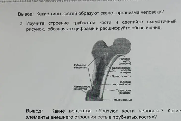 Изучи строение трубчатой кости и сделай схематичный рисунок, обозначь цифрами и расшифруй обозначение.