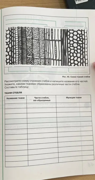 Рассмотри схему строения стебля и напиши названия его частей. Укажи, какими тканями образованы различные части стебля и составь таблицу.