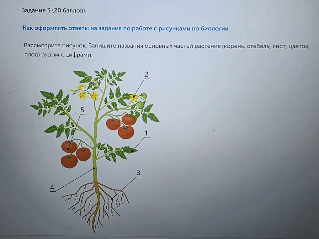Запиши названия основных частей растения (корень, стебель, лист, цветок, плод) рядом с цифрами.