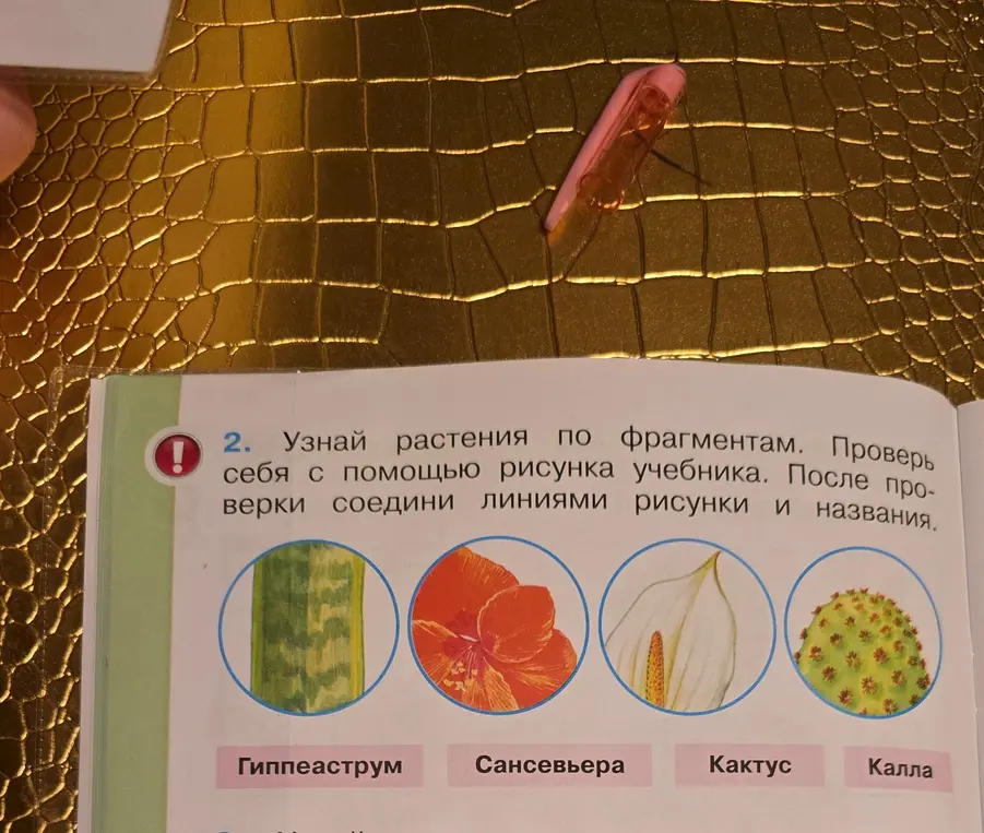 Узнай растения по фрагментам и соедини линиями рисунки и названия.