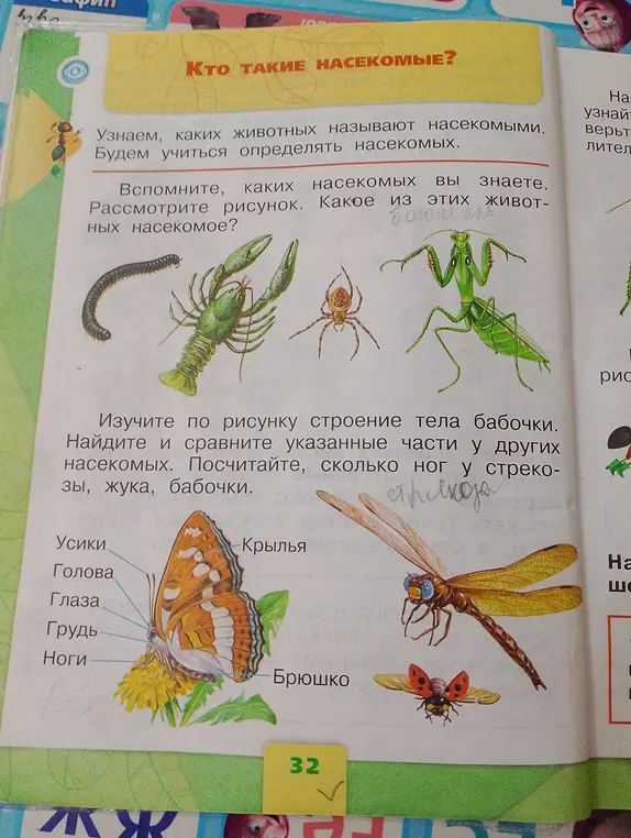 Определи насекомых на картинке и посчитай, сколько у них ног.