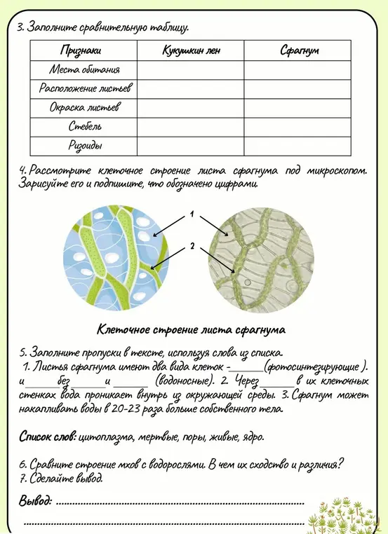 Изучи внешнее строение мхов.