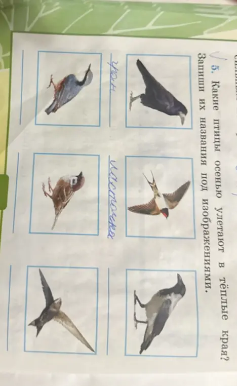 Определи названия птиц, которые осенью улетают в тёплые края.