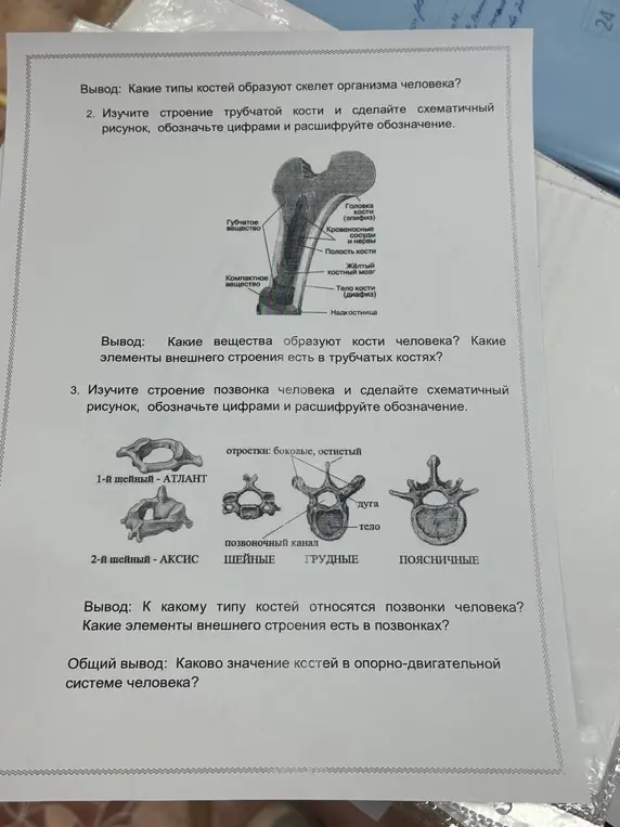 Какие вещества образуют кости человека? Какие элементы внешнего строения есть в трубчатых костях? К какому типу костей относятся позвонки человека? Каково значение костей в опорно-двигательной системе человека?