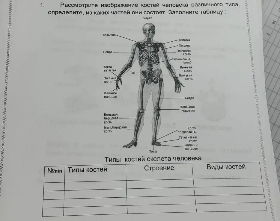 Рассмотри изображения костей человека различного типа, определи, из каких частей они состоят и заполни таблицу.