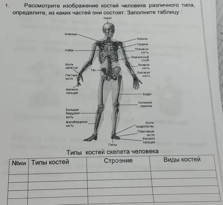 Рассмотри изображение костей человека различного типа, определи, из каких частей они состоят и заполни таблицу.