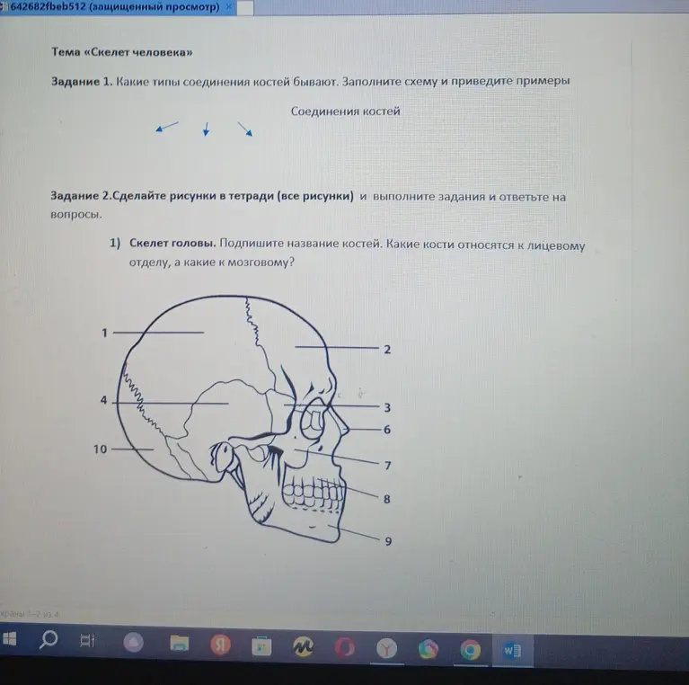 Назови кости на скелете головы и определи, какие кости относятся к лицевому отделу, а какие к мозговому.