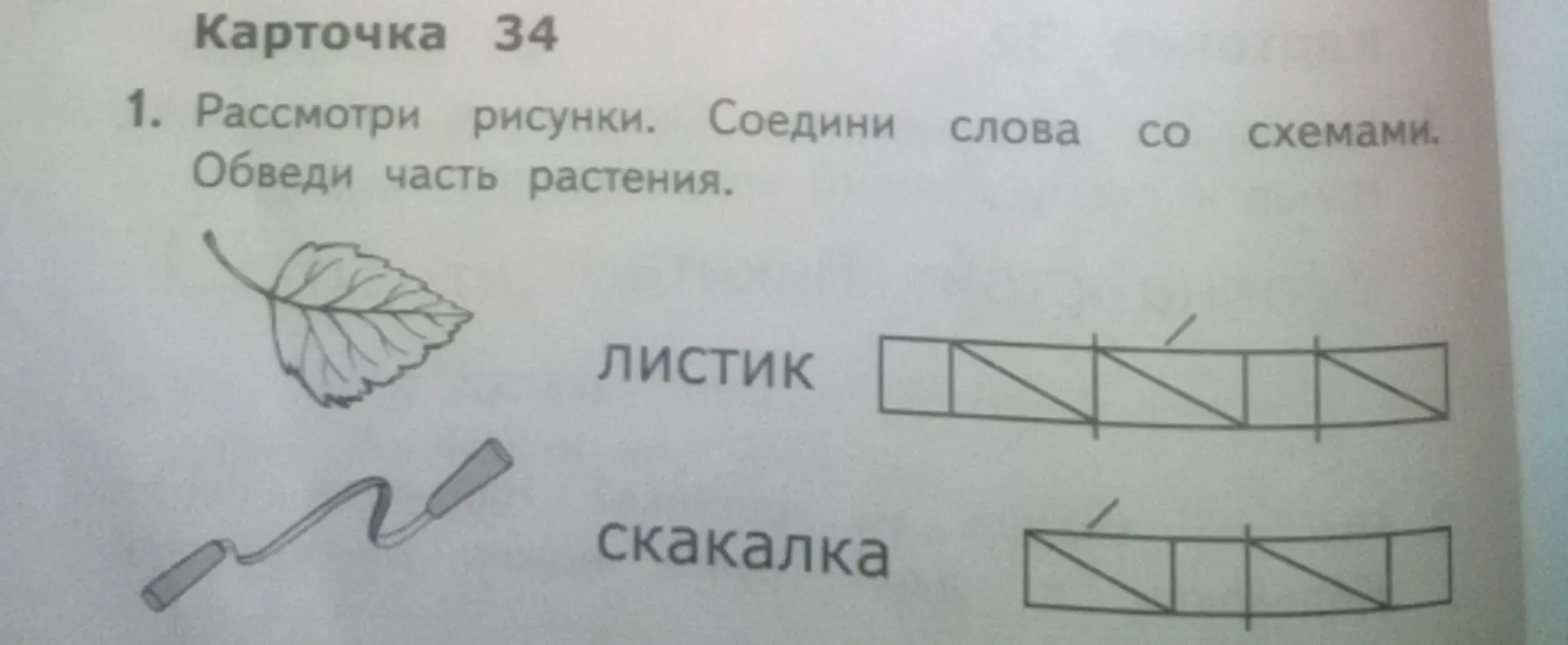 Рассмотри рисунки. Соедини слова со схемами. Обведи часть растения.