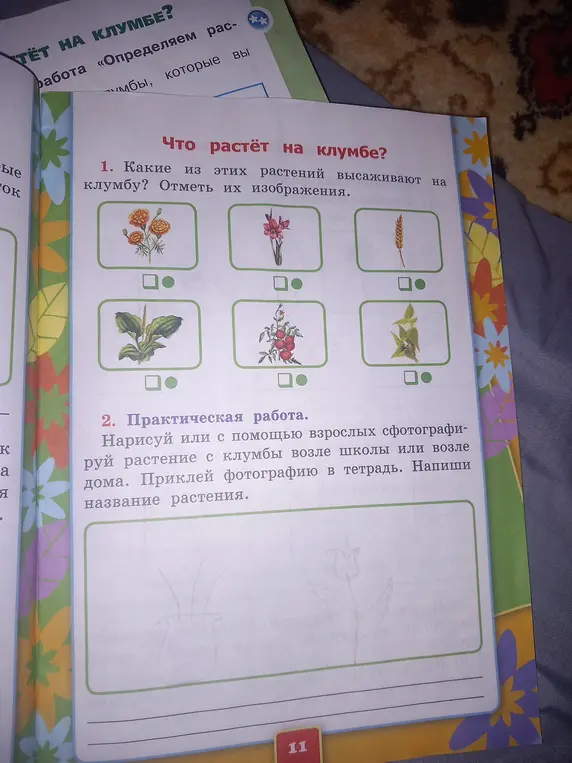 Определи, какие растения высаживают на клумбу и отметь их изображения. Нарисуй или сфотографируй растение с клумбы возле школы или возле дома. Приклей фотографию в тетрадь. Напиши название растения.