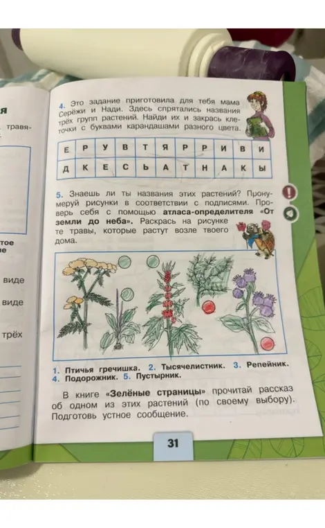 Найди названия трёх групп растений в клетках с буквами и закрась их. Пронумеруй рисунки растений в соответствии с подписями и раскрась их.