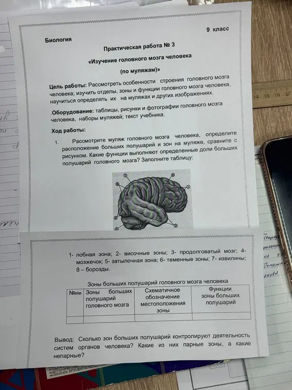 Рассмотри муляж головного мозга человека, определи расположение больших полушарий и зон на муляже, сравни с рисунком и заполни таблицу.