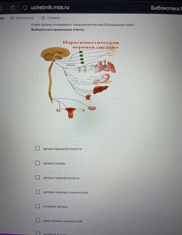 Какие органы иннервирует парасимпатический блуждающий нерв?