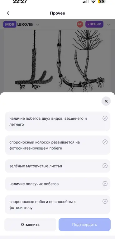 Подтверди признаки растения, изображённого на картинке.