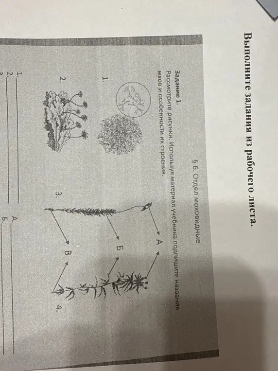 Используя материал учебника, подпиши названия мхов и особенности их строения на рисунках.
