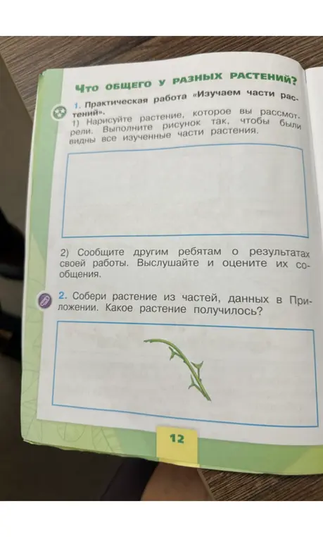 Нарисуй растение и расскажи одноклассникам о своей работе, а также какое растение получилось из частей в приложении.