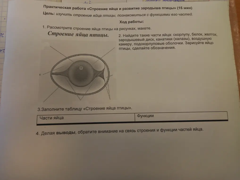 Заполни таблицу «Строение яйца птицы»