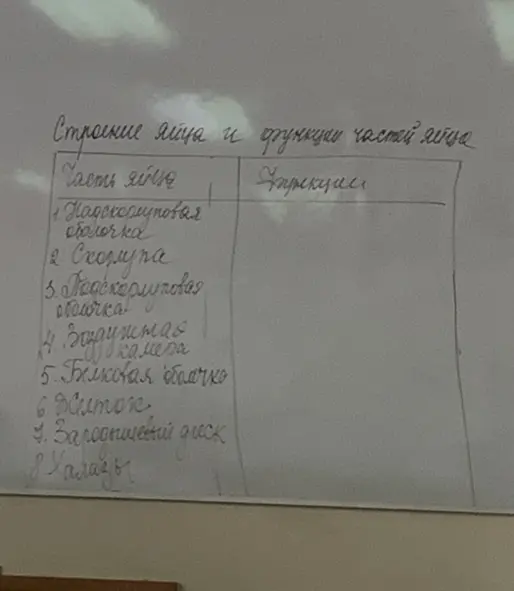 Заполни таблицу про строение яйца и функции его частей.