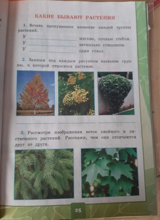 Вставь пропущенное название каждой группы растений, запиши под каждым рисунком название группы, к которой относится растение и рассмотри изображения веток хвойного и лиственного растений. Расскажи, чем они отличаются друг от друга.