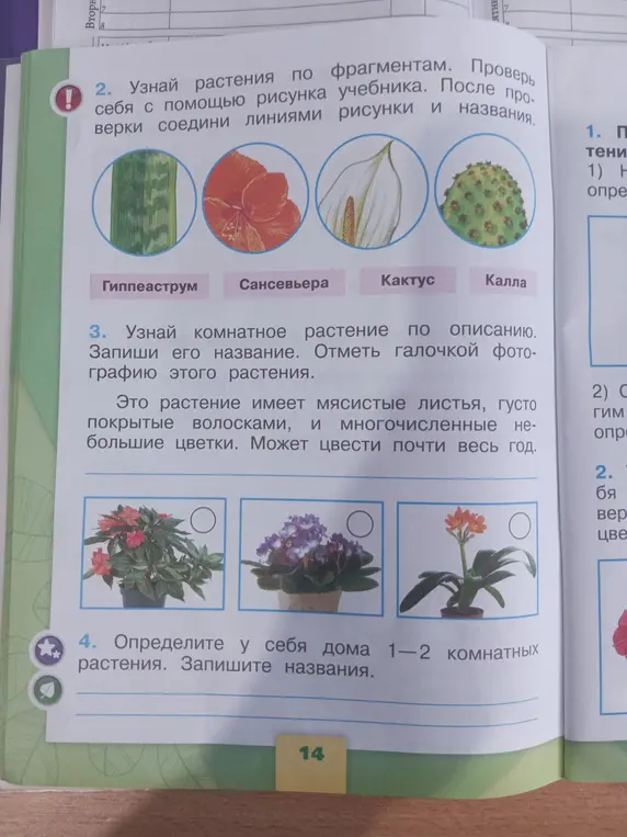 Узнай растения по фрагментам и соедини линиями рисунки и названия.