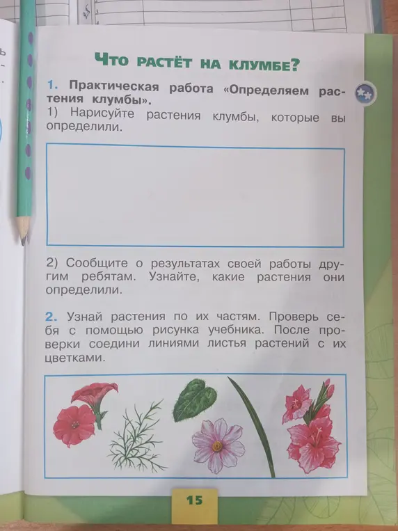 Нарисуй растения клумбы и соедини линиями листья растений с их цветками.