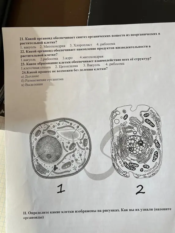 Ответь на вопросы по биологии из учебника за 9 класс и определи, какие клетки изображены на рисунках.
