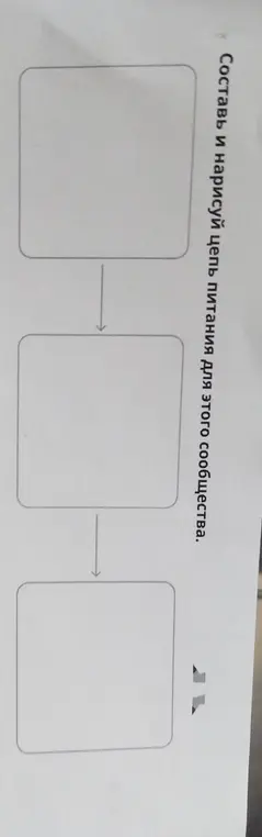 Составь и нарисуй цепь питания для этого сообщества.