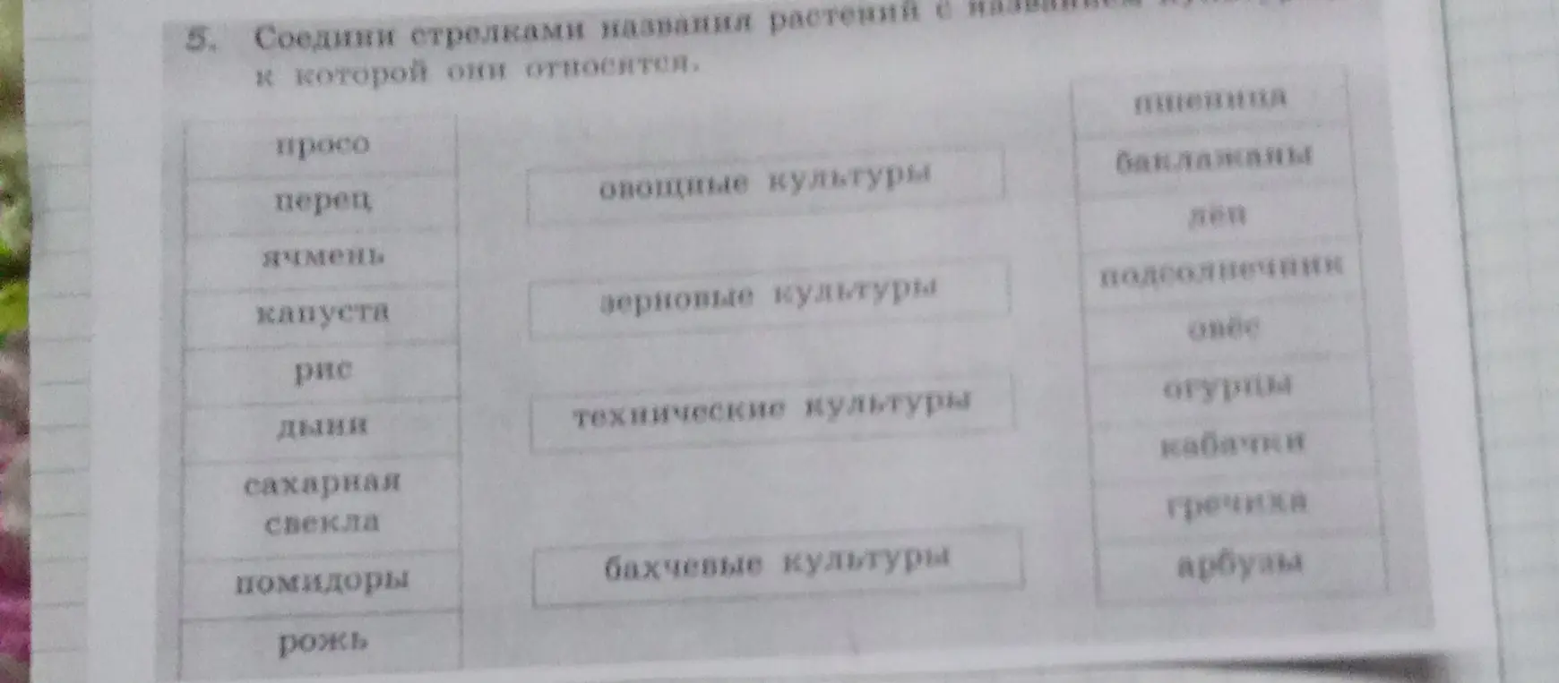 Соедини стрелками названия растений с названием культуры, к которой они относятся.