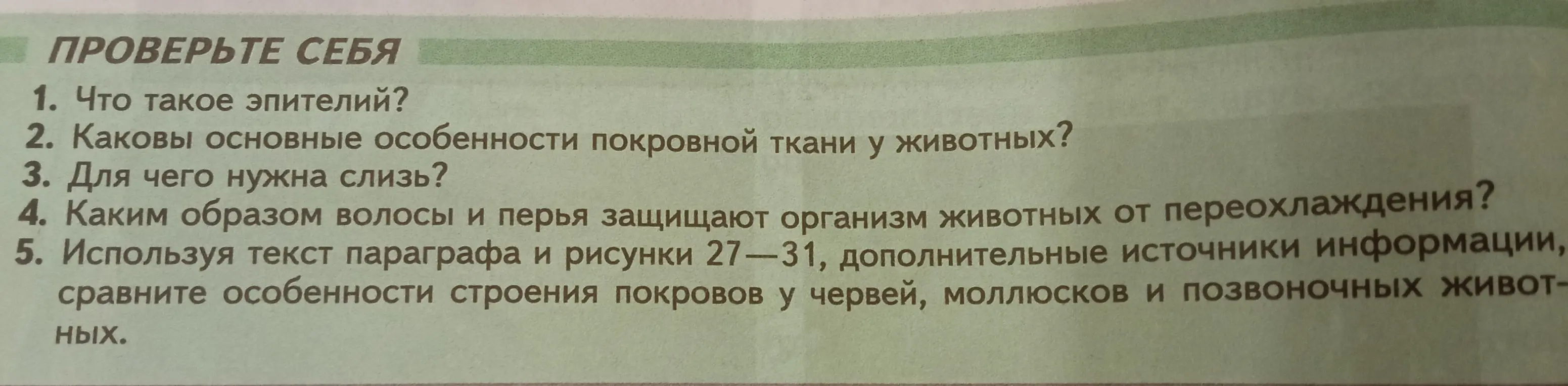 Что такое эпителий?