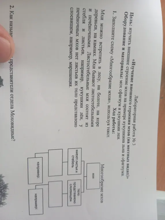 Заполни схему «Многообразие мхов» и ответь, как называются представители отдела Моховидные.