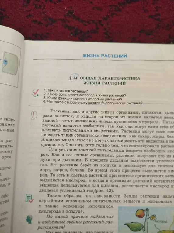 Ответь на вопросы: как питаются растения, какую роль играет кислород, какие функции выполняют органы растений и что такое саморегулирующаяся биологическая система?