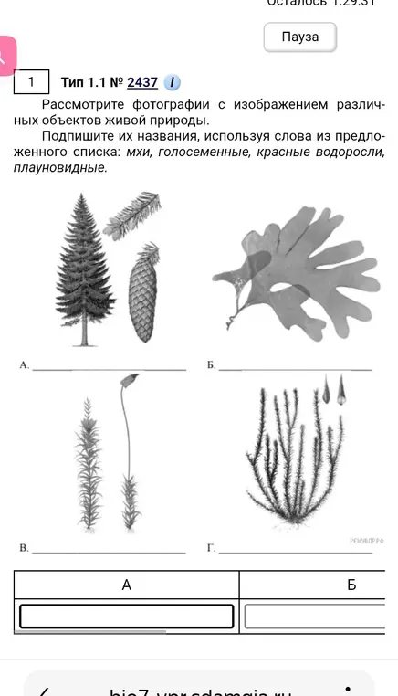 Рассмотри фотографии с изображением различных объектов живой природы и подпиши их названия.