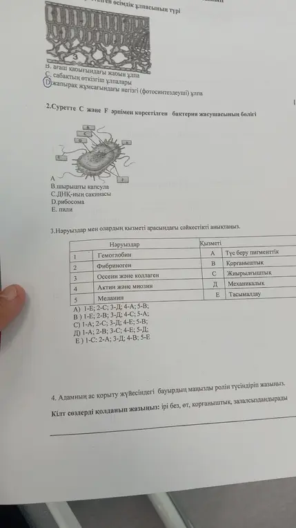 Определи соответствия между белками и их функциями и опиши роль печени в пищеварительной системе.