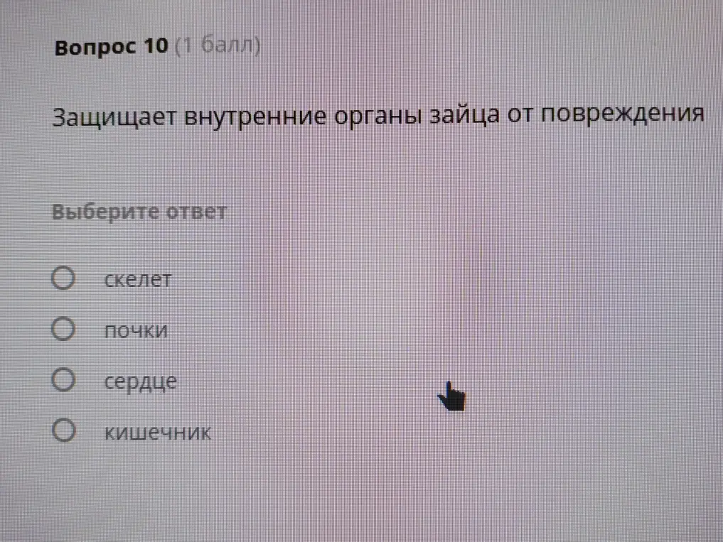 Определи, что защищает внутренние органы зайца от повреждения.