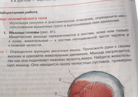 Определи функцию височных мышц.